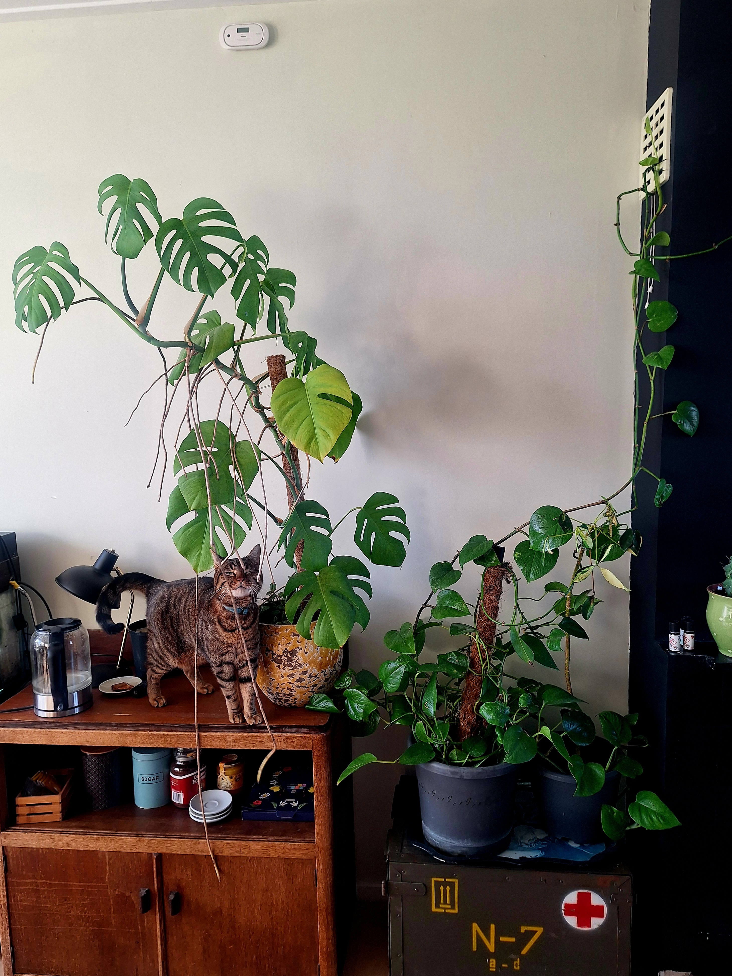 image-11