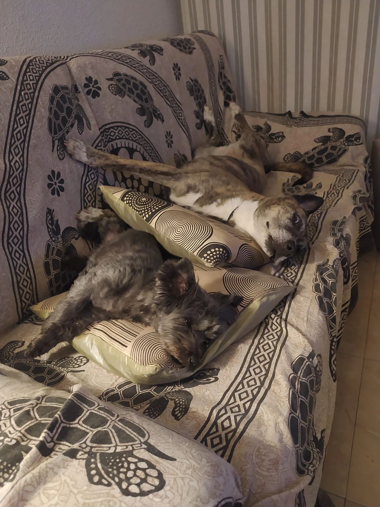 image-6