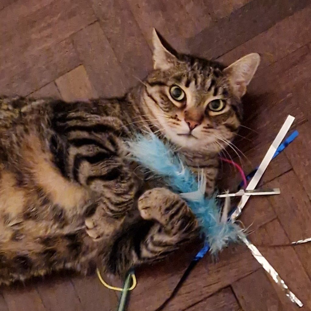 Magnus