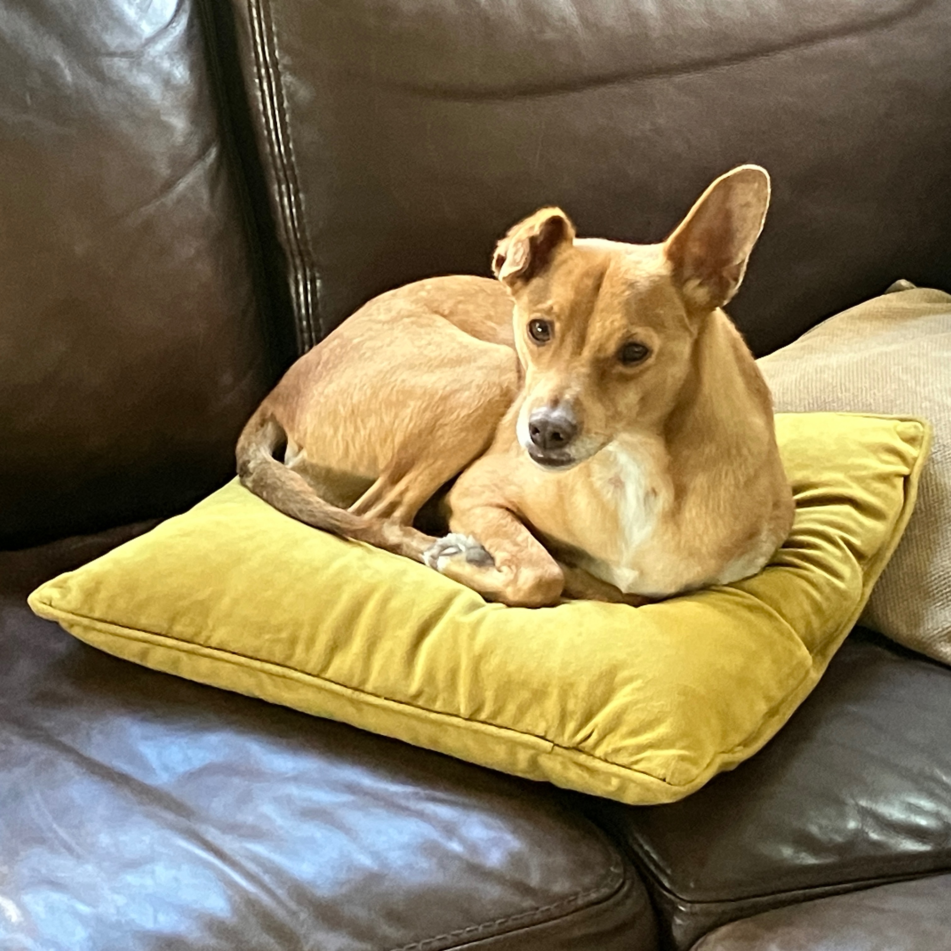 Taco