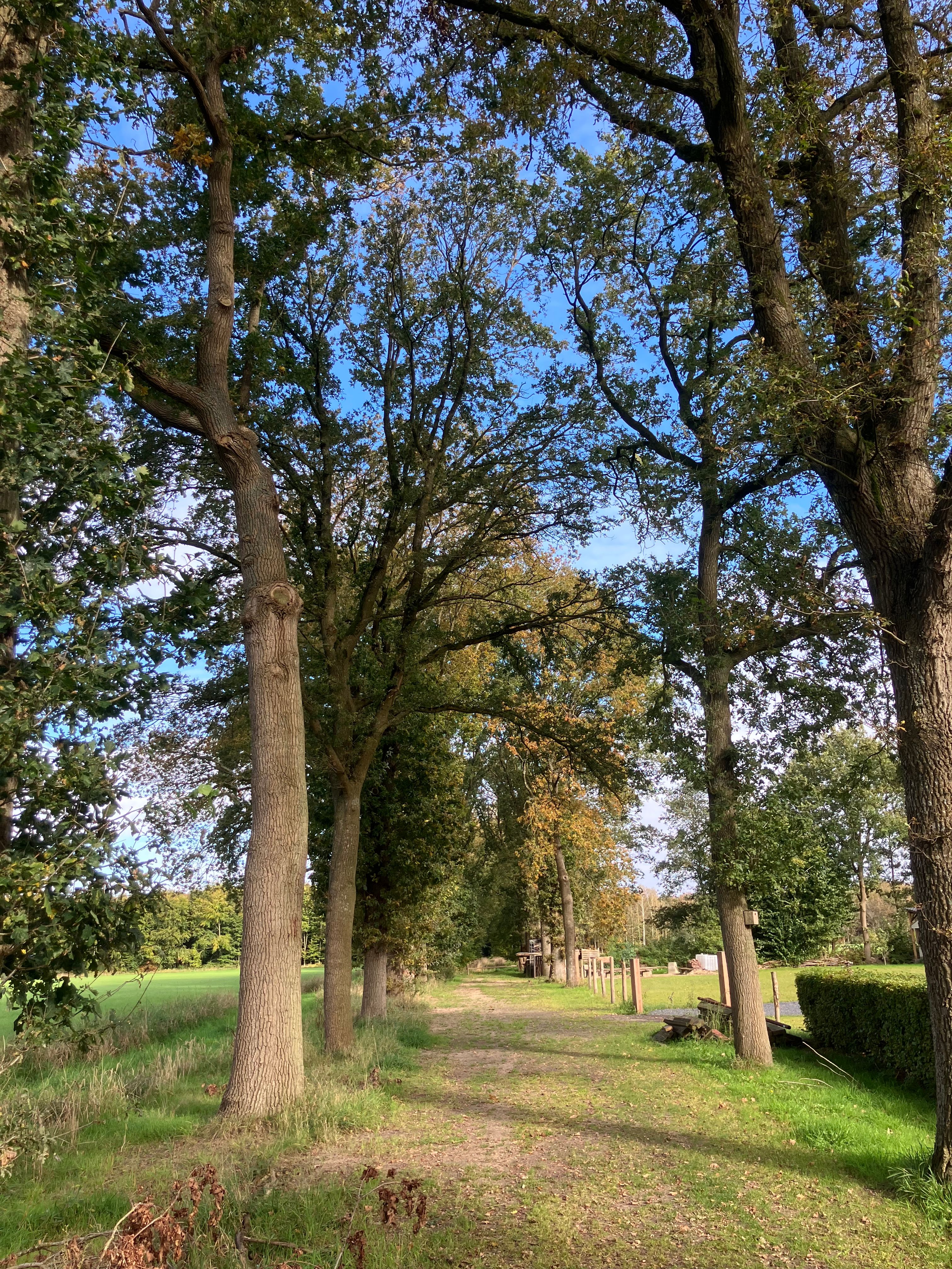 image-12