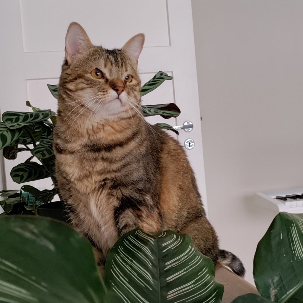 Bibiu (Hibisco 🌺)