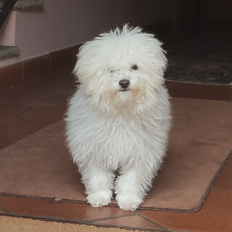 Daisy