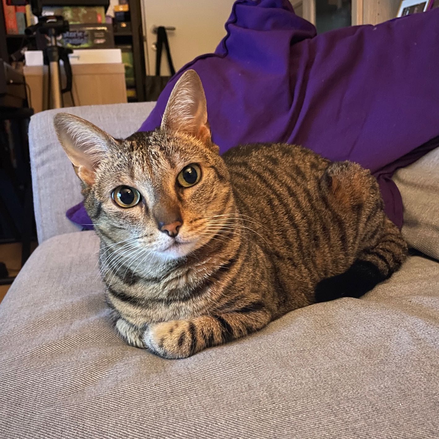 Kami