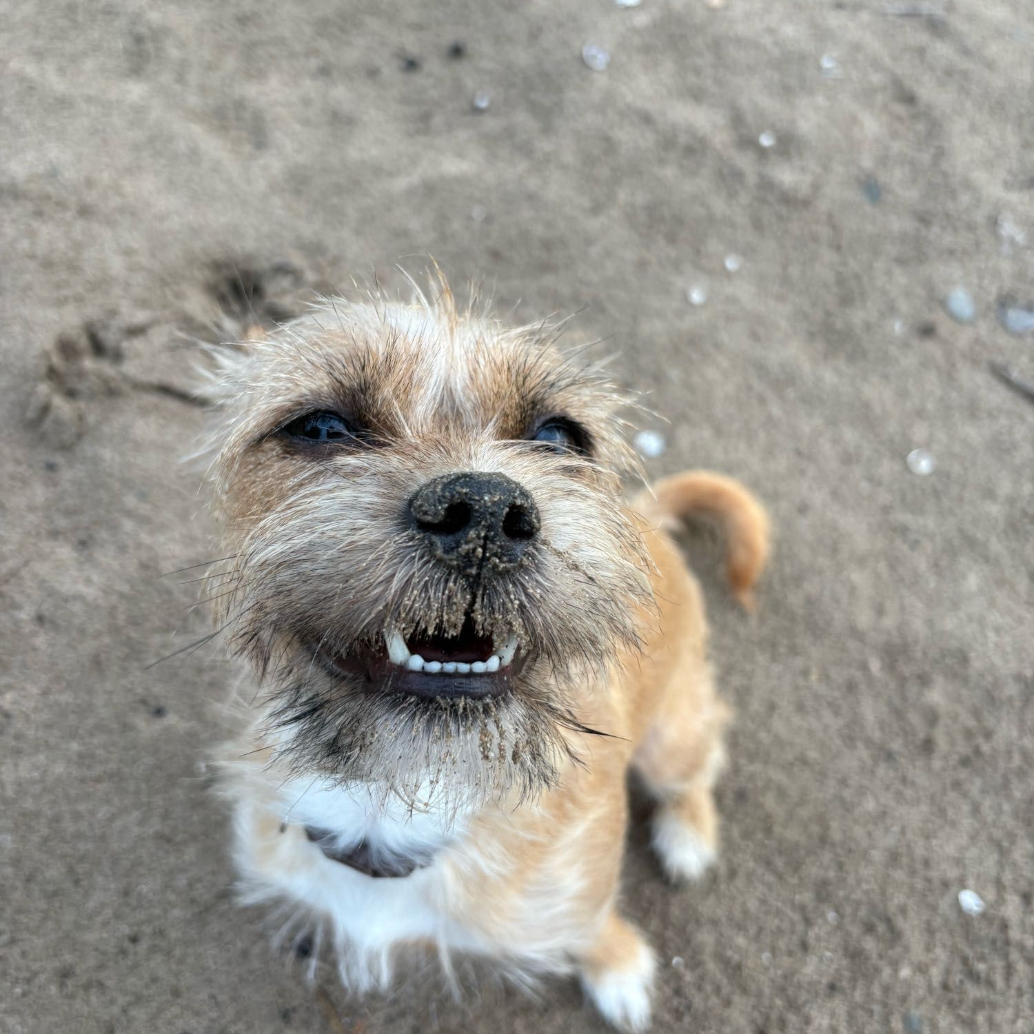 Nala