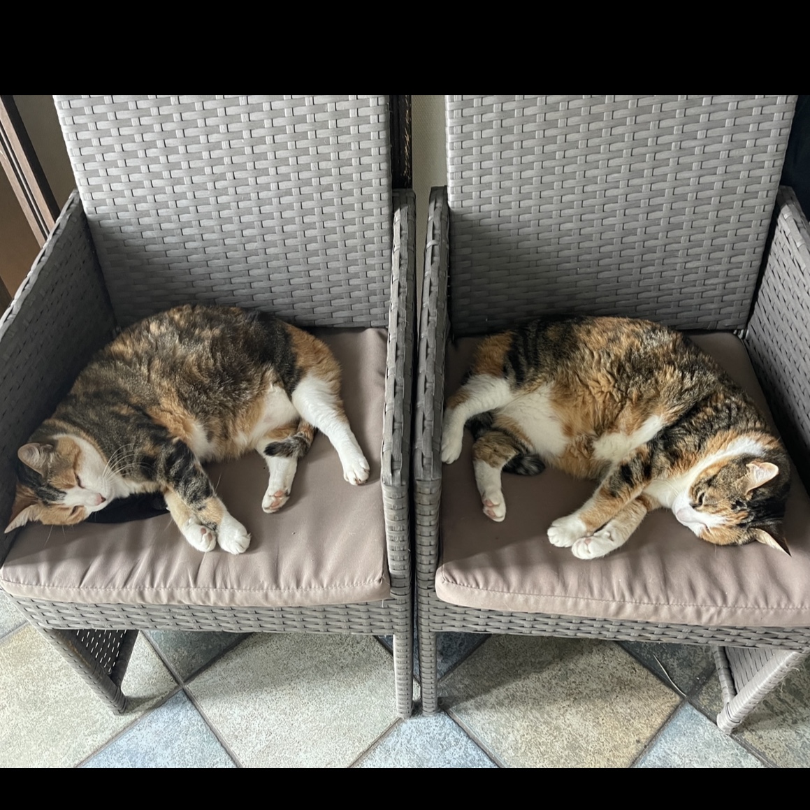 Peach Shiva & Pushel