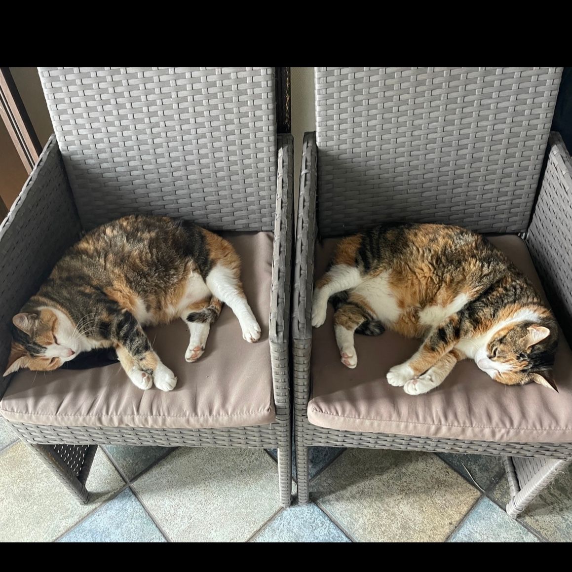 Peach Shiva & Pushel