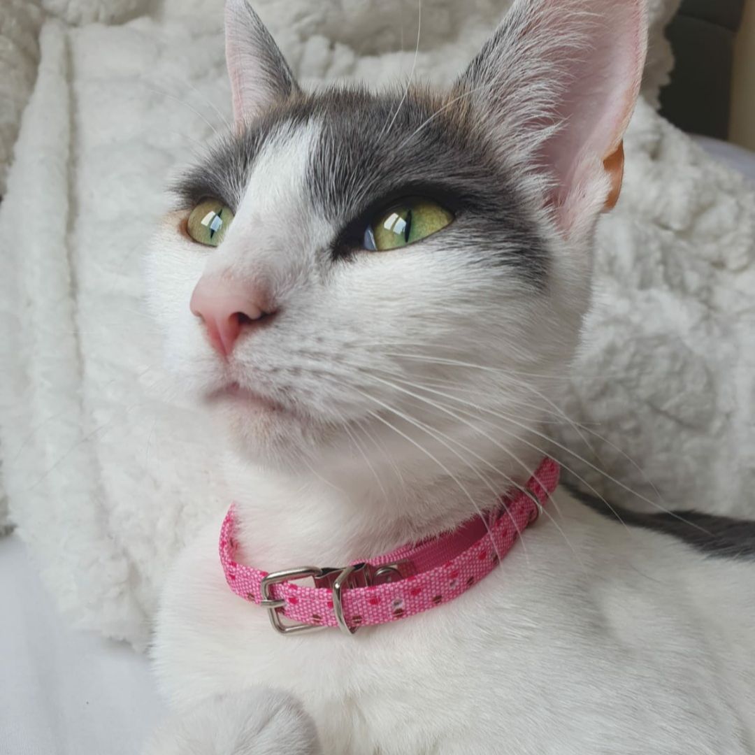 Kira
