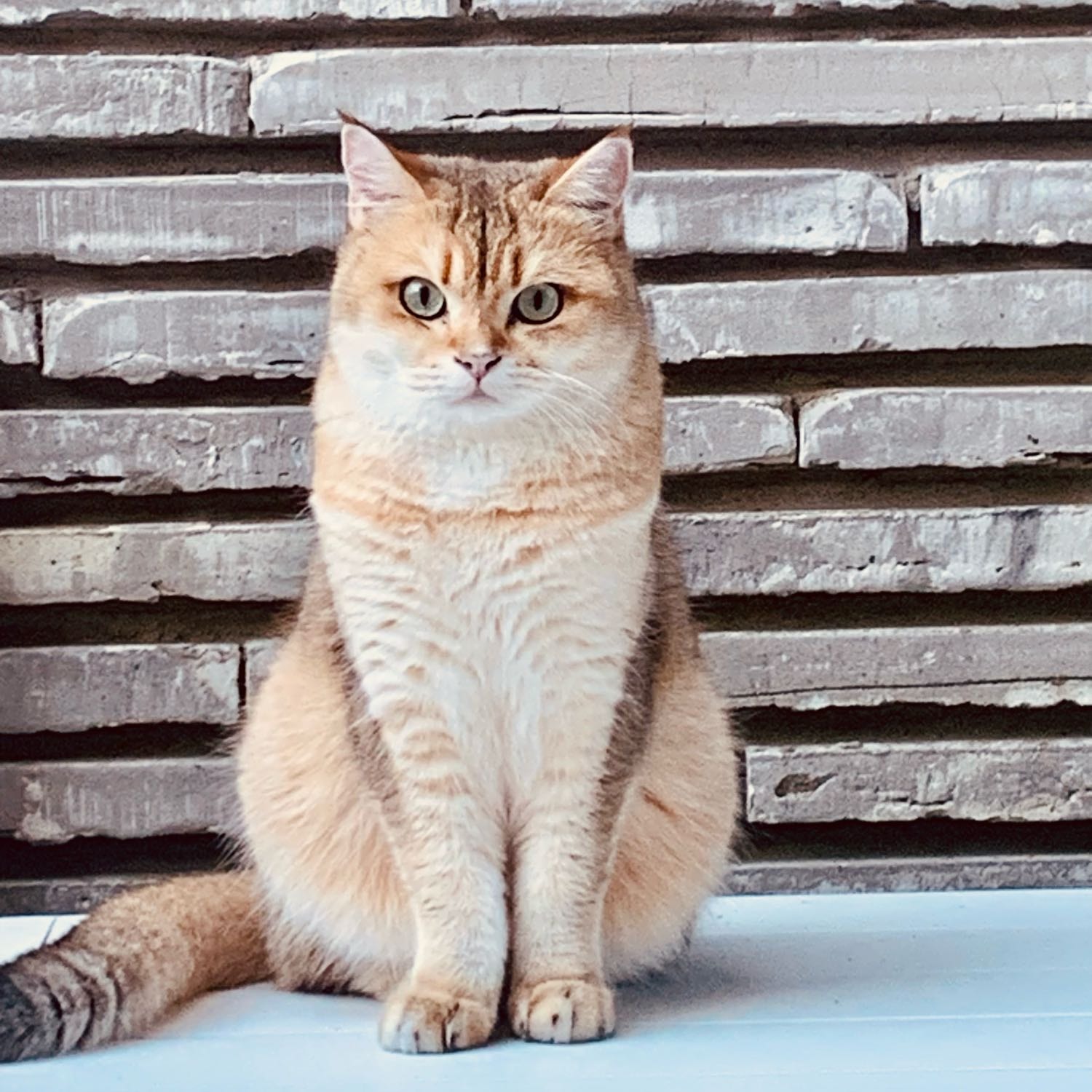 Bowie