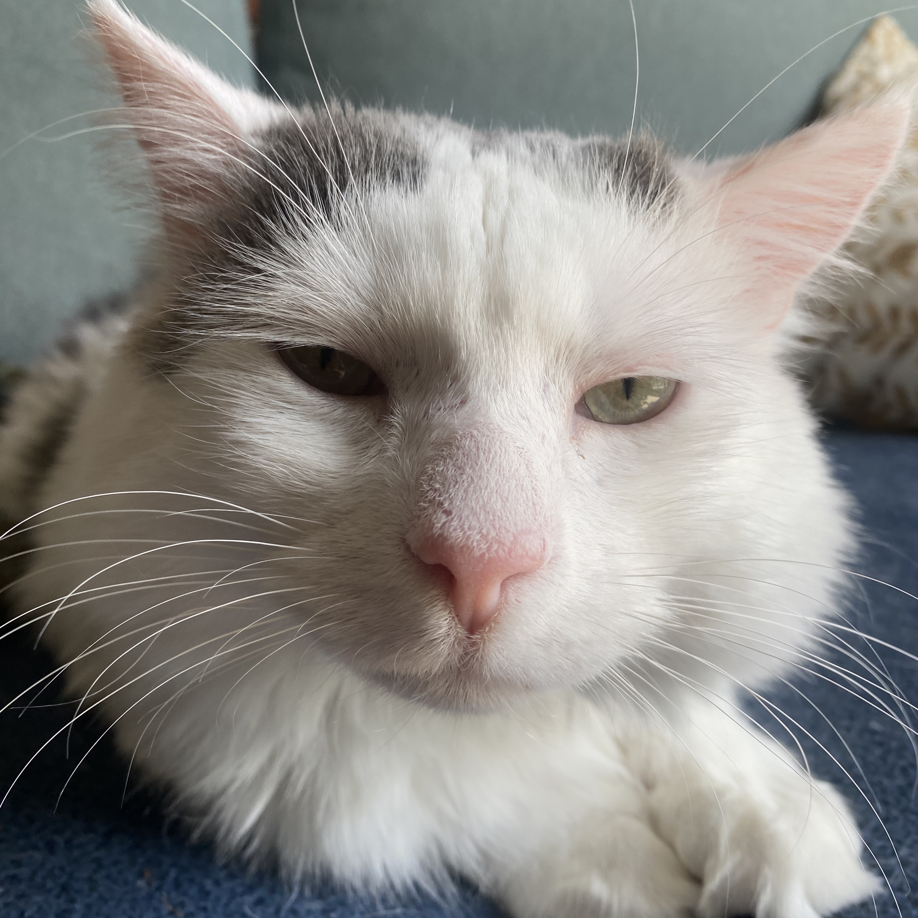 Zuko