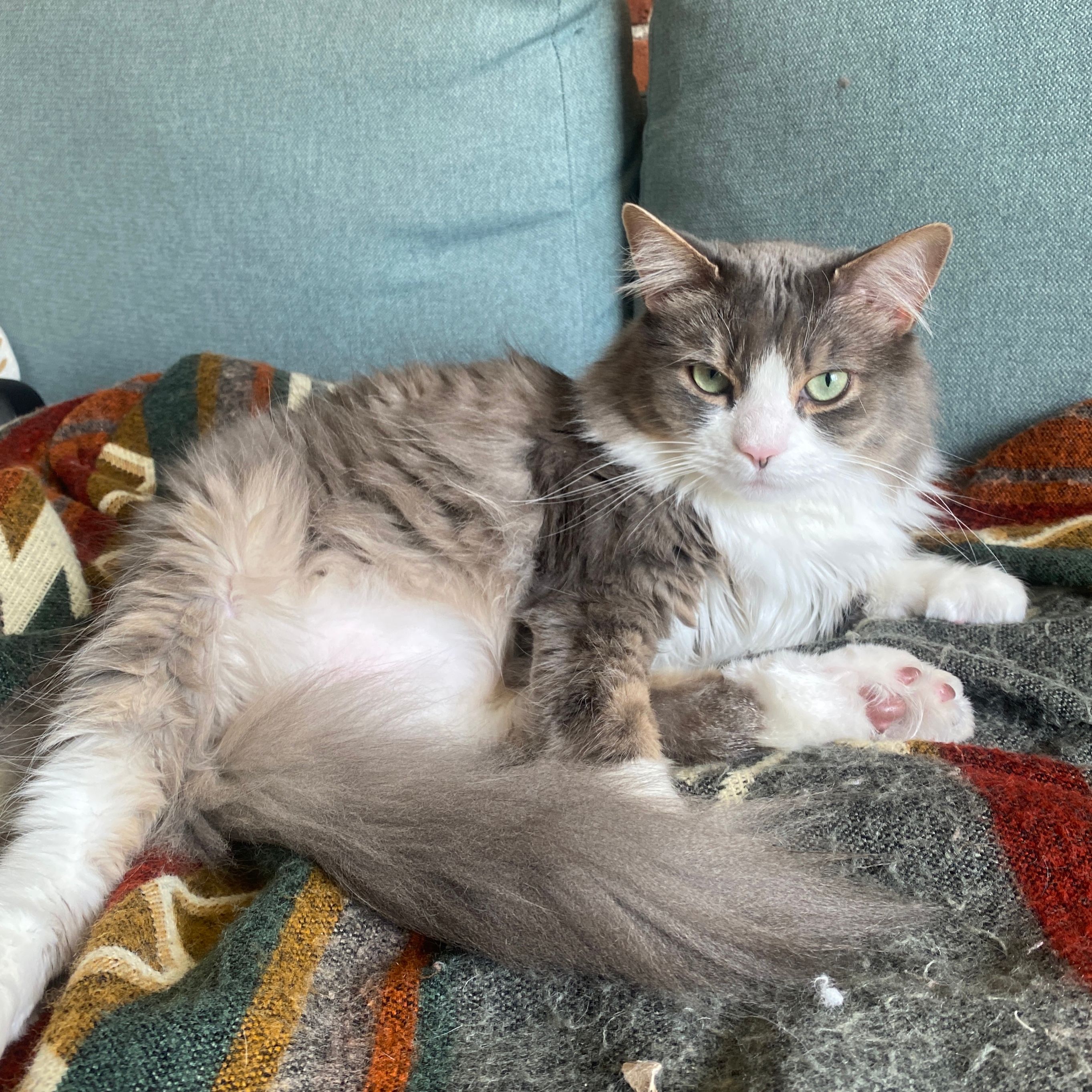 Kitty