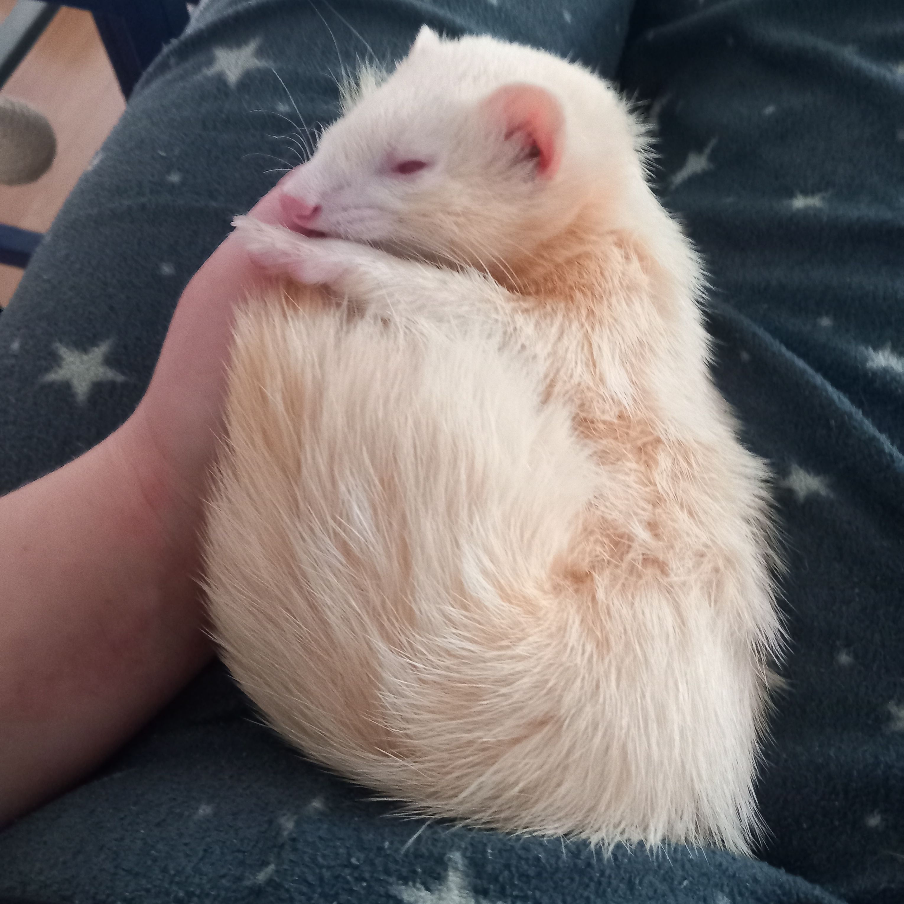 Nymeria