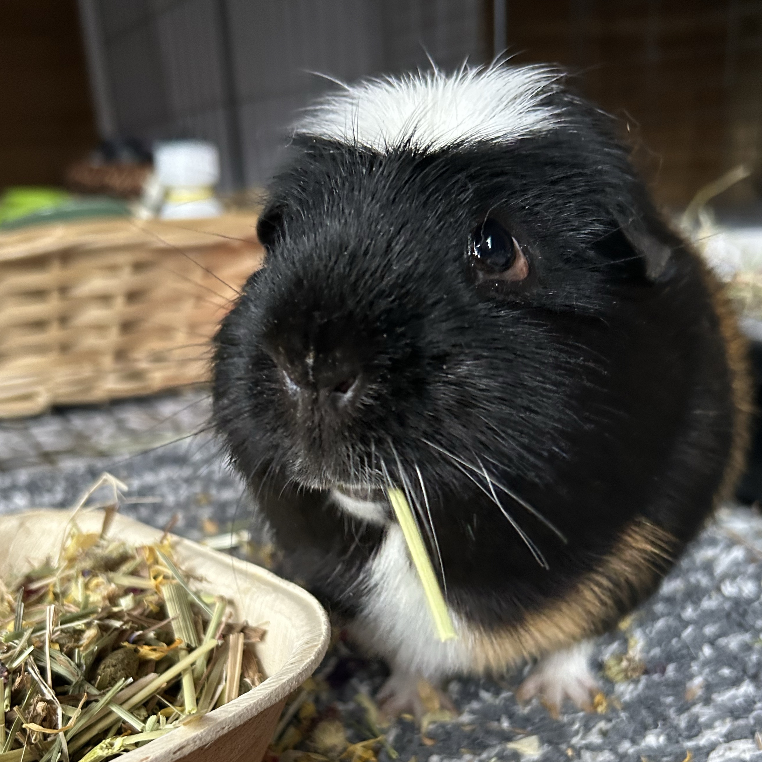Otis