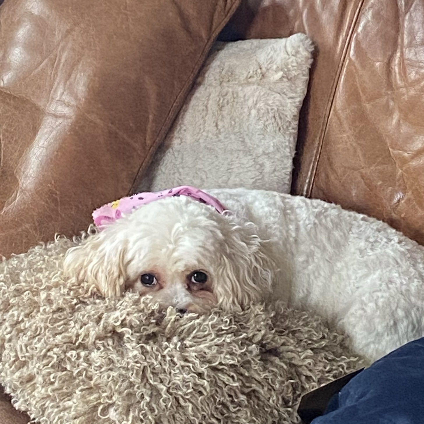 Teddy 