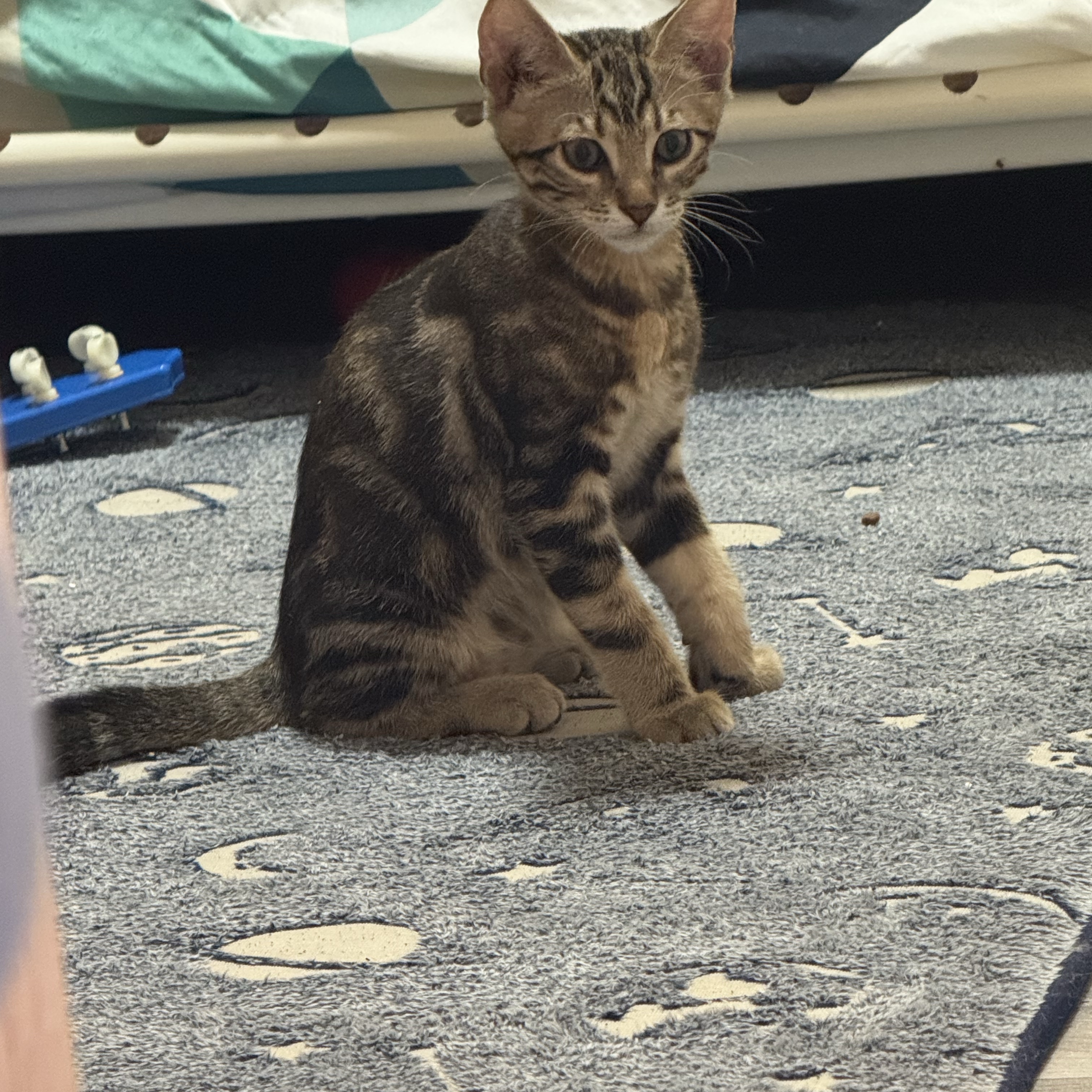 Beerus