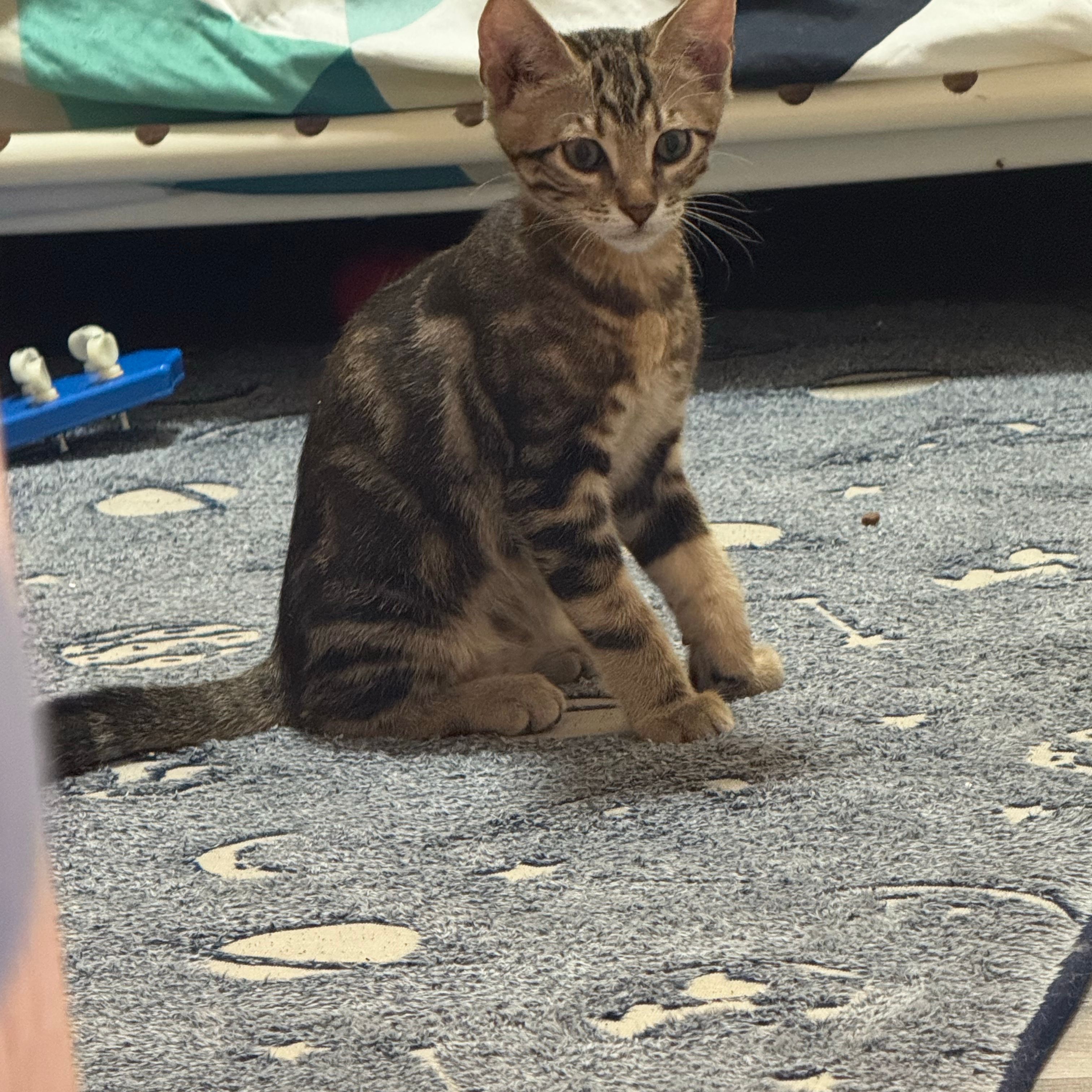 Beerus