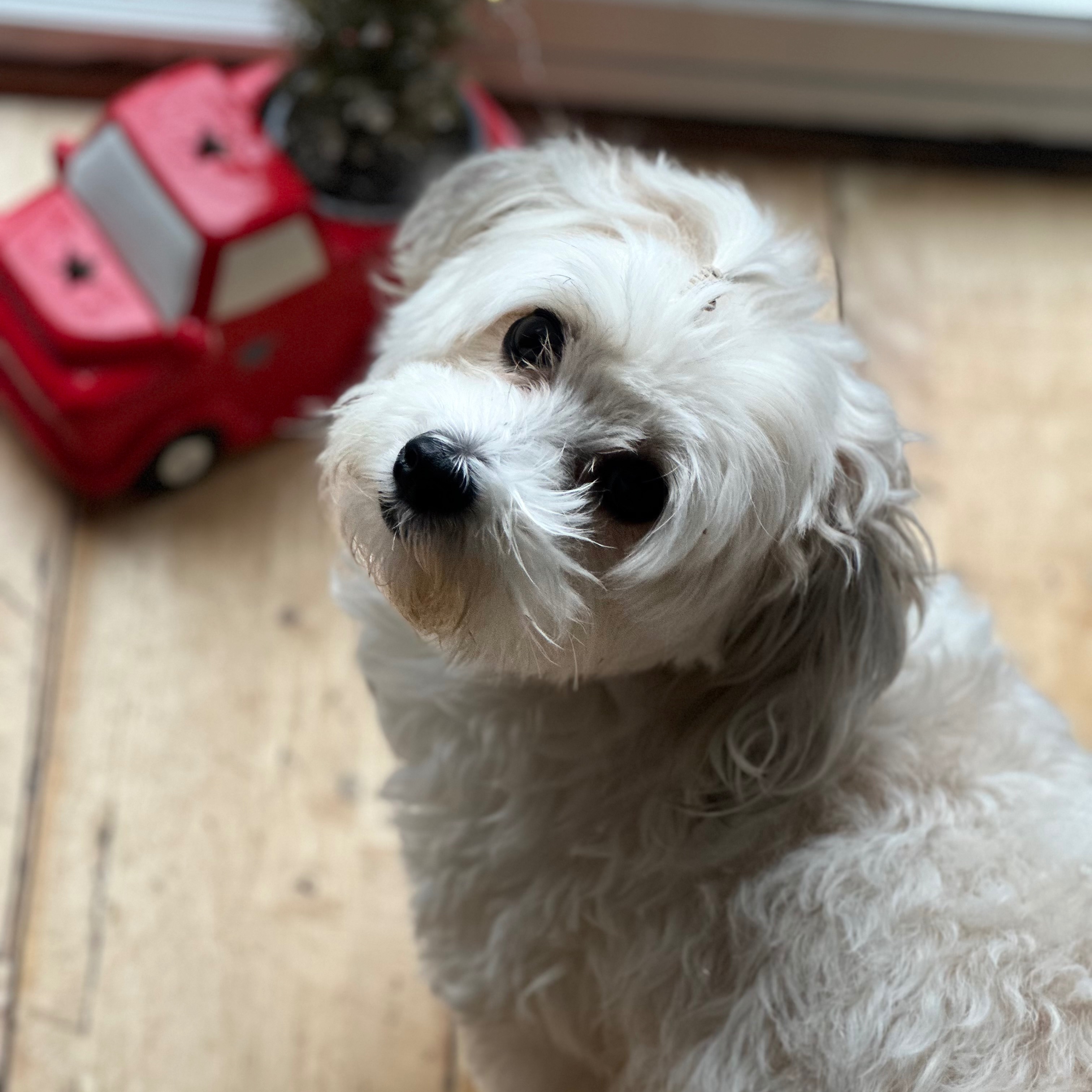 Mia