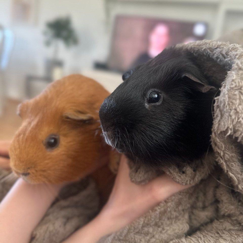 Pepper & Ginger
