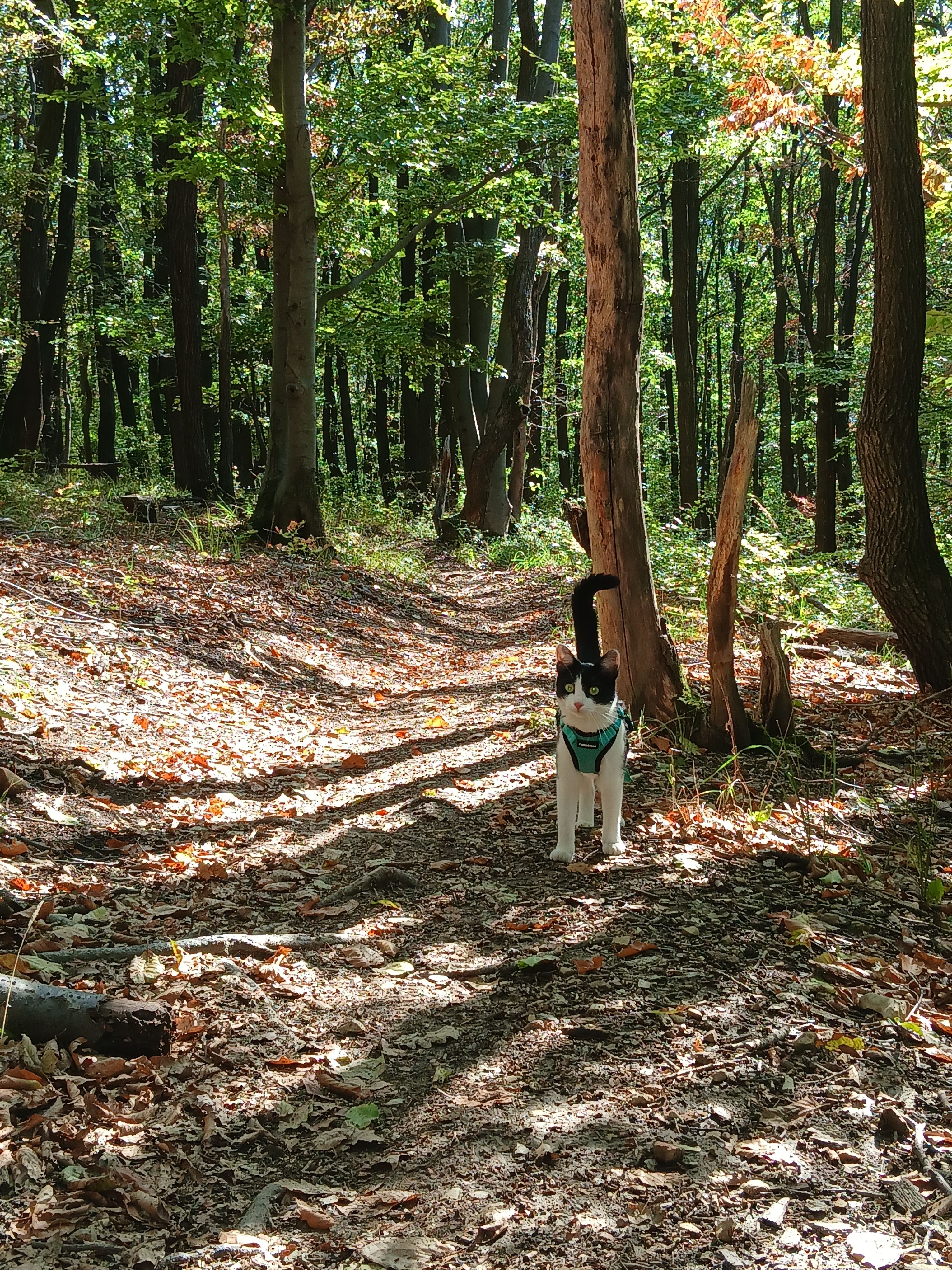 image-9