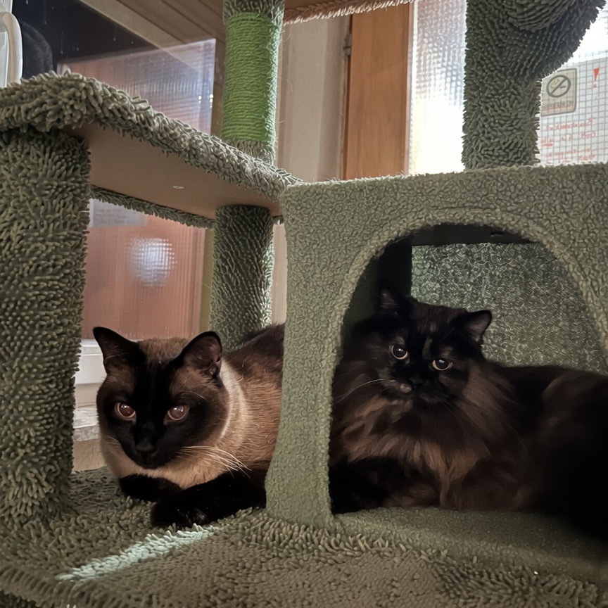 Mila & Yoshi 