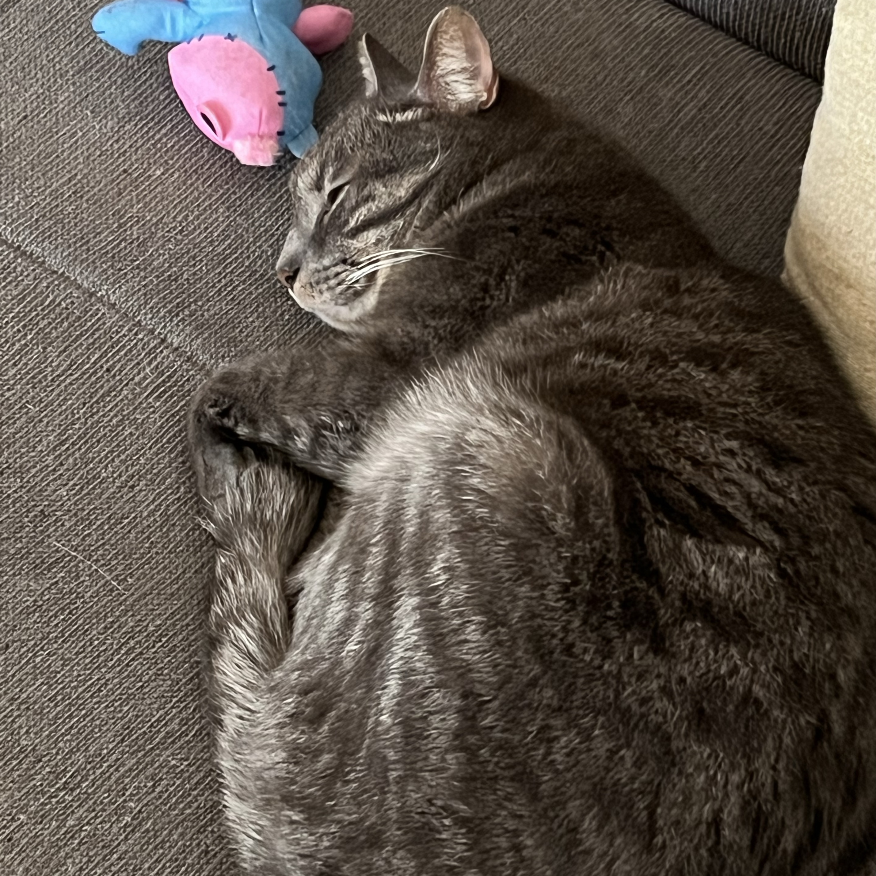 Simba