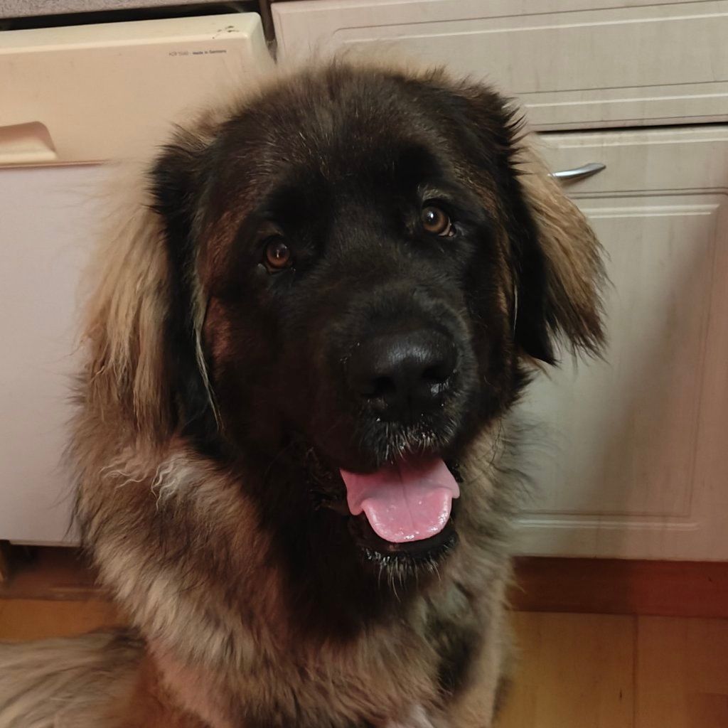 Nova