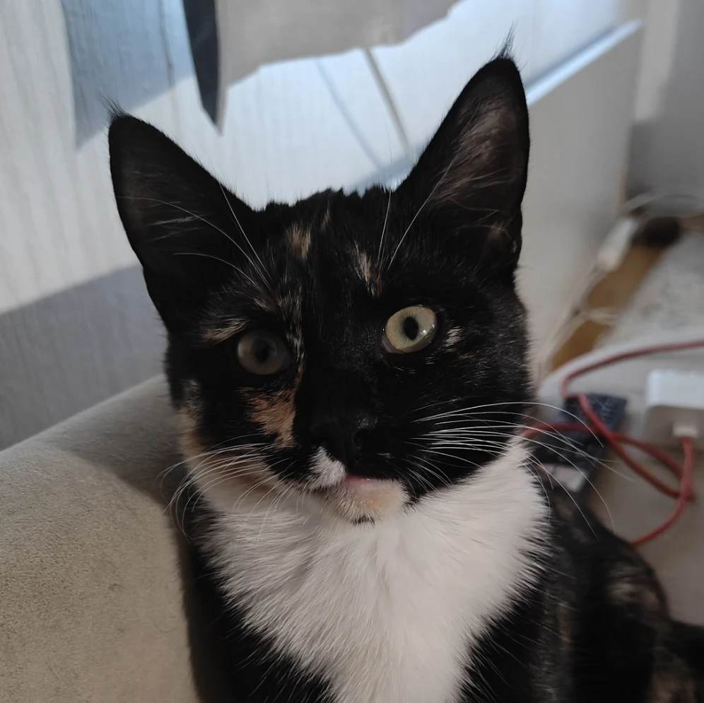 Kiti