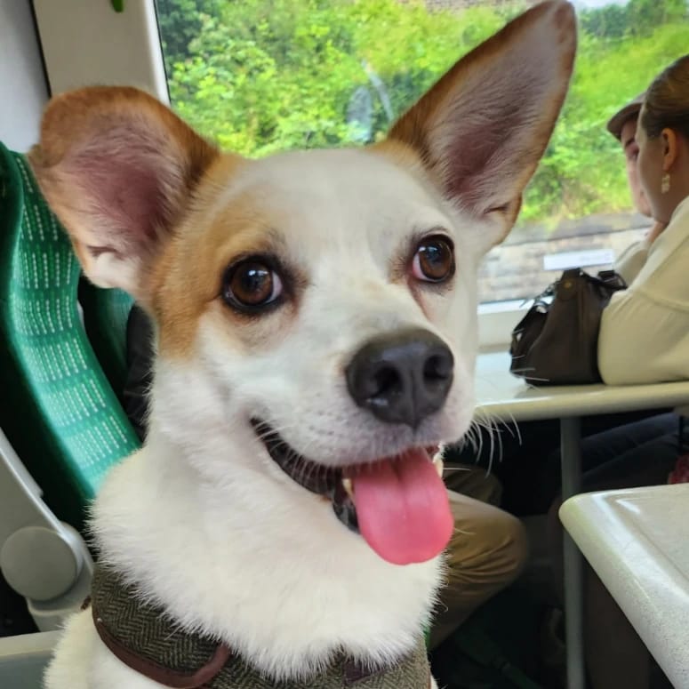 Georgie
