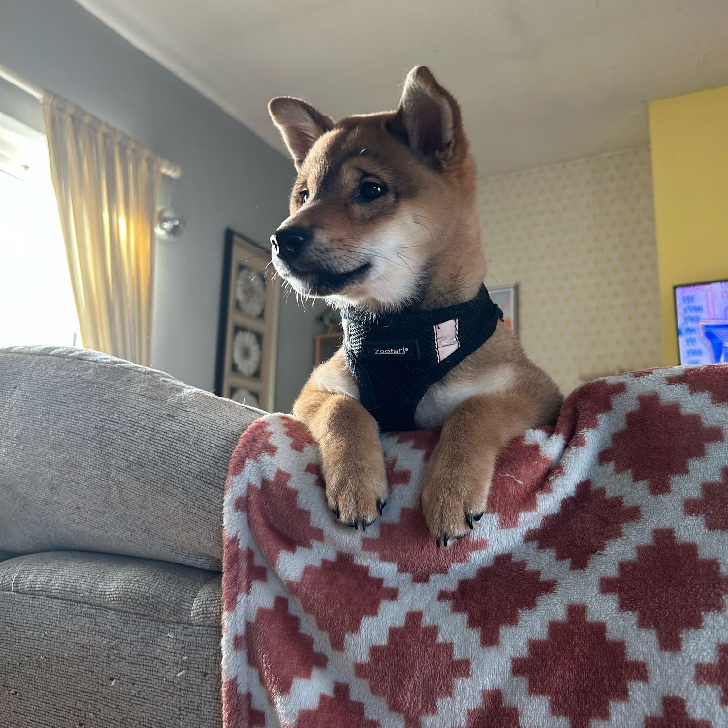 Maple