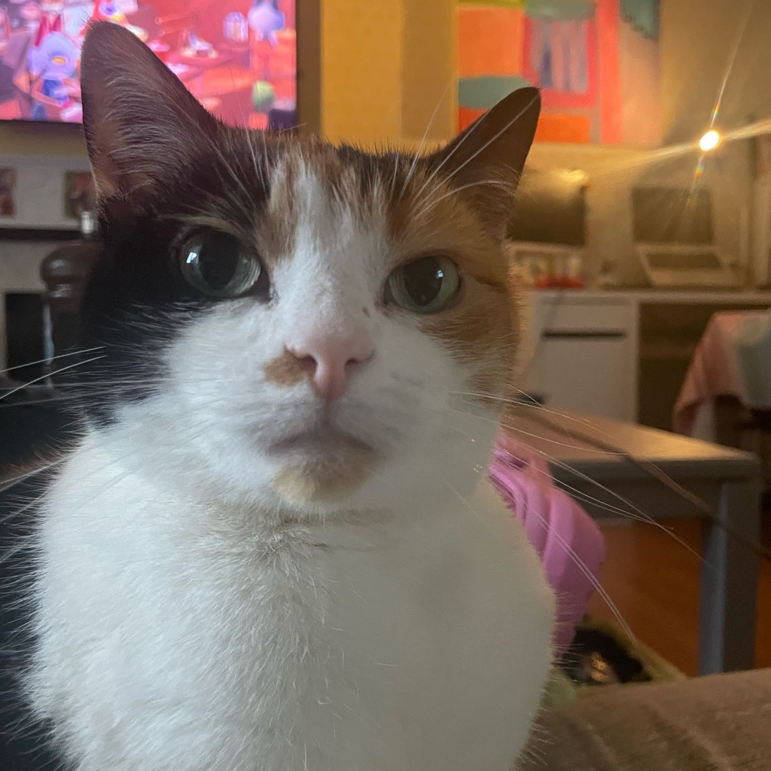 tofu 