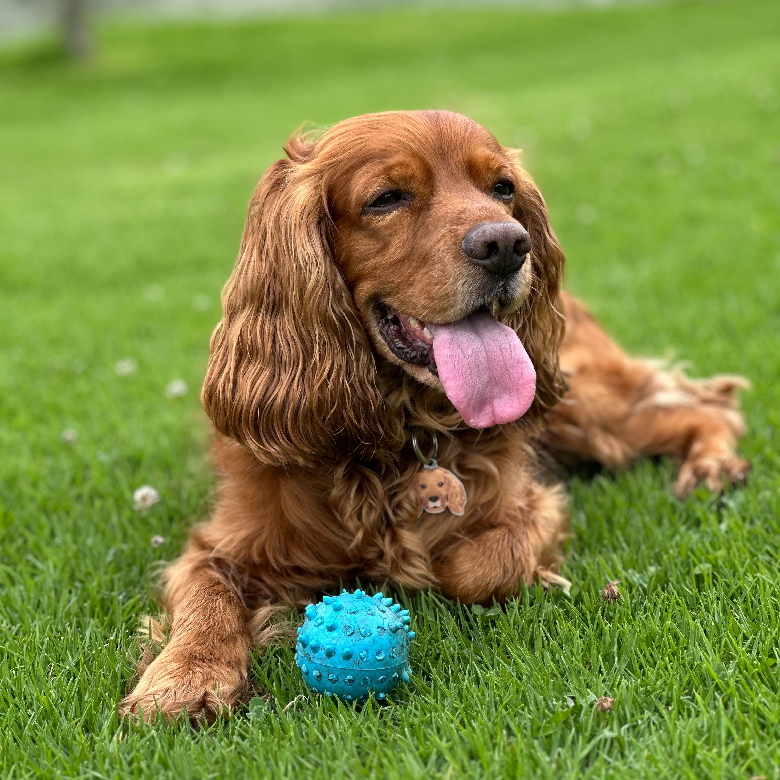 Louie