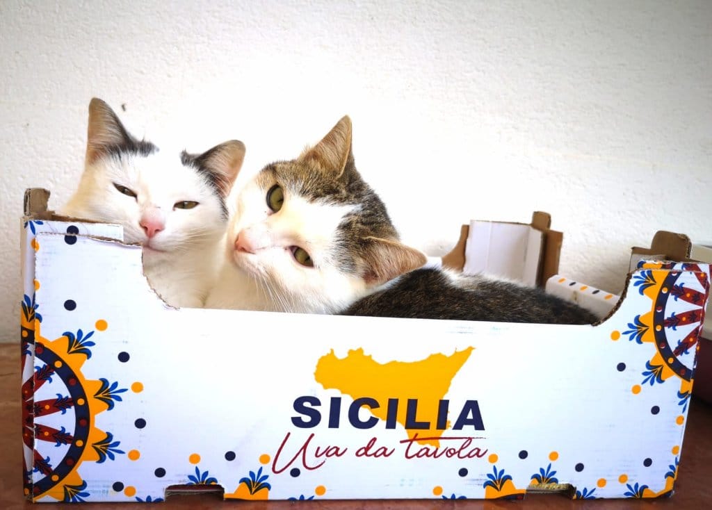 Eva e Giorgia