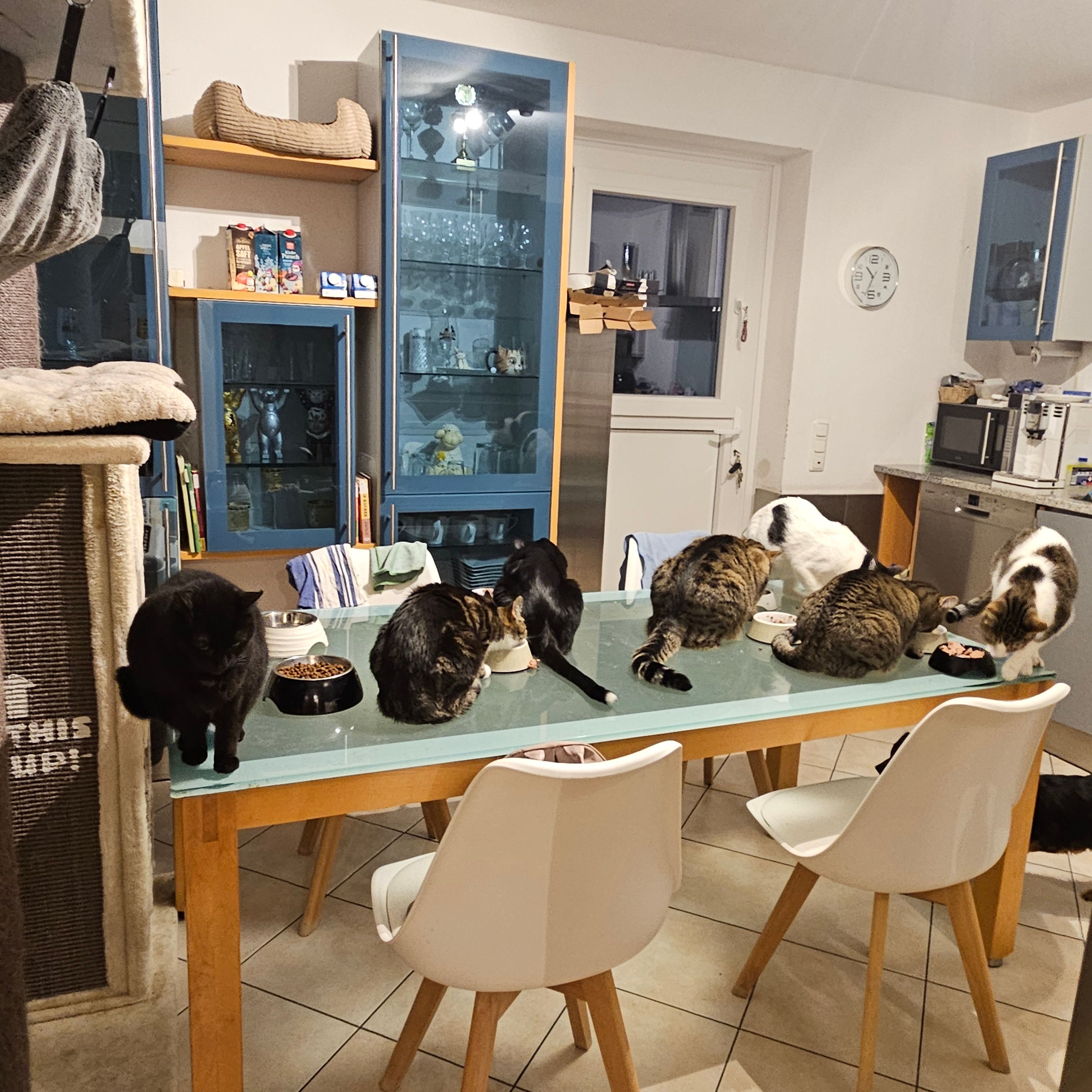 Kiara, Carlo, Jeff, Rakker,Murphy & Co