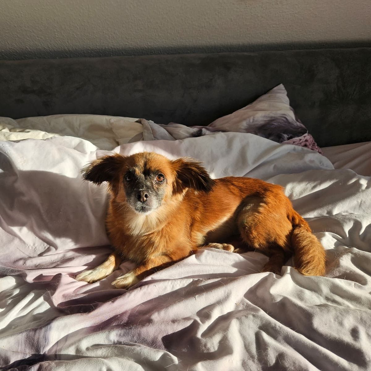 Lilo