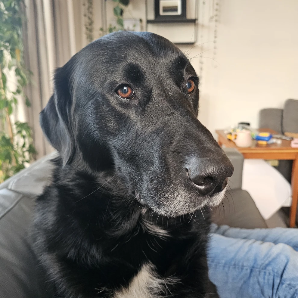 Cosmo