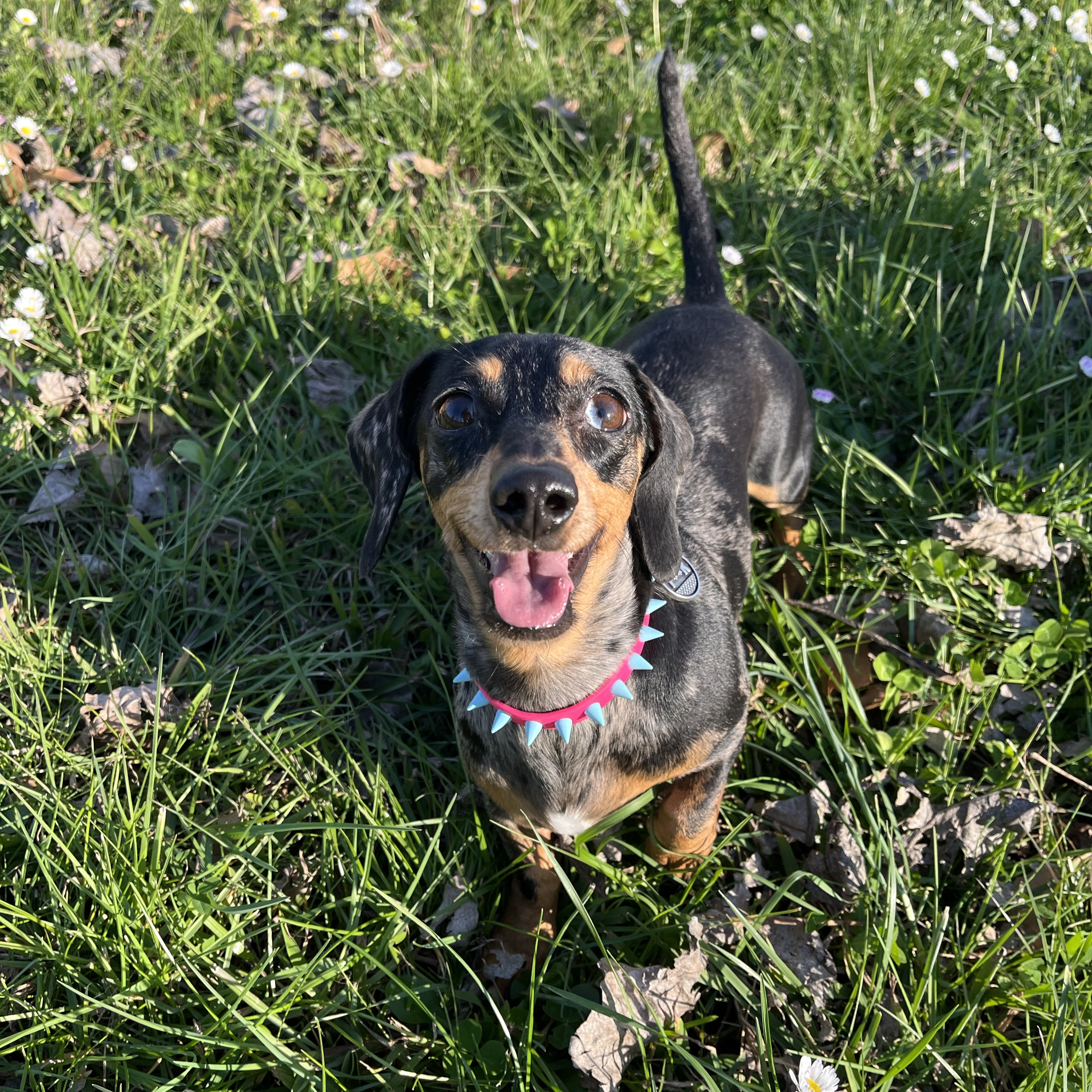 Crudelia