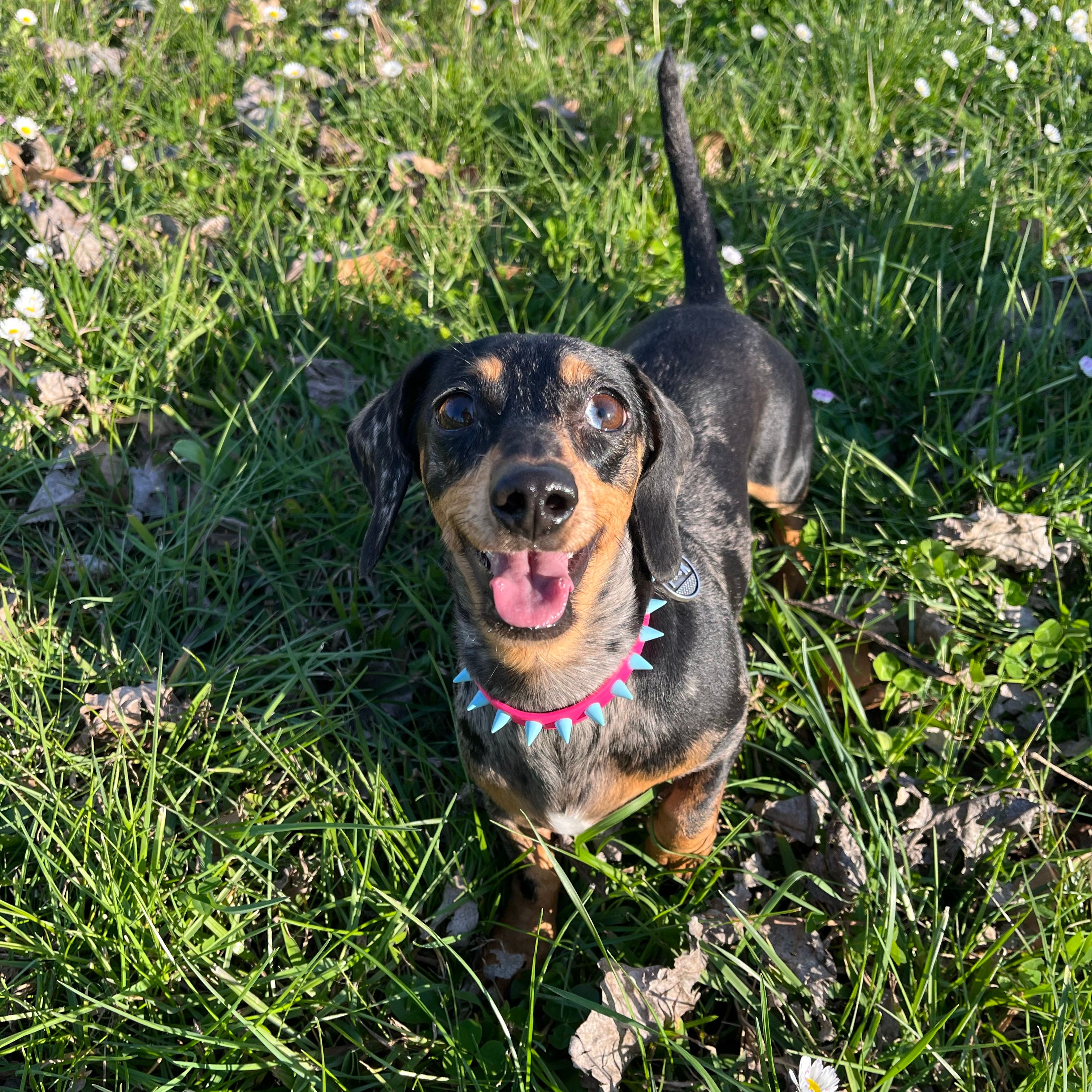 Crudelia