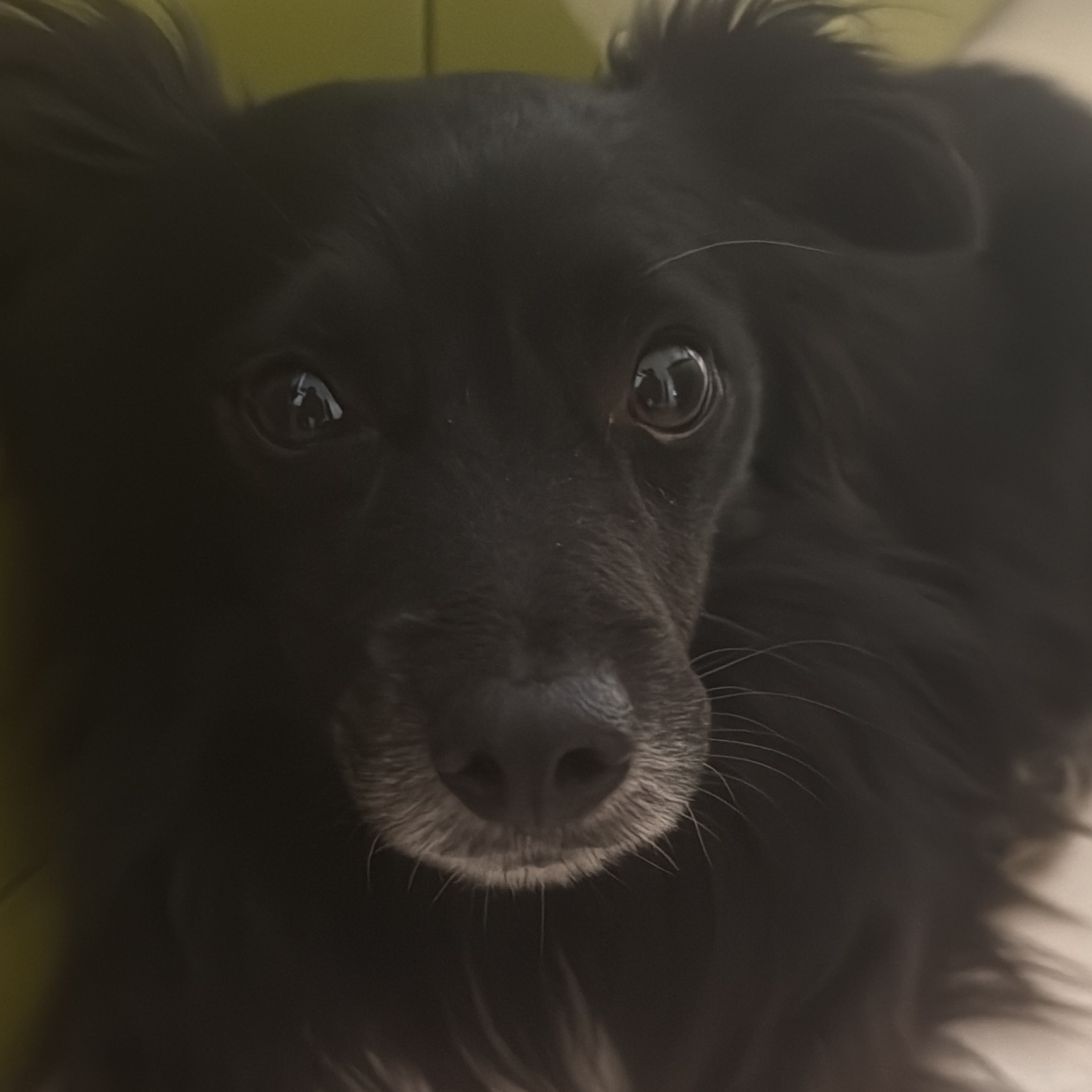 Marcella