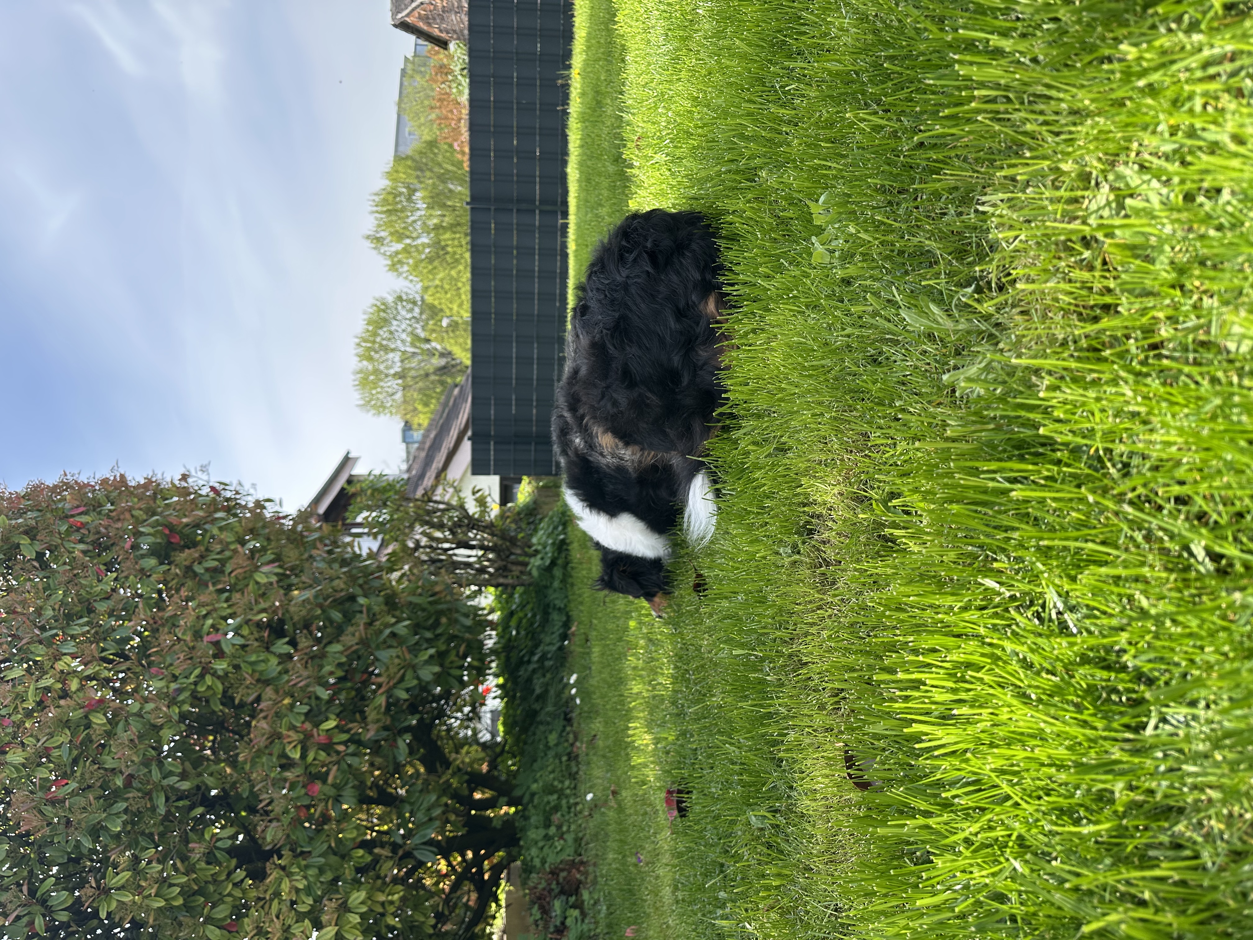 image-12