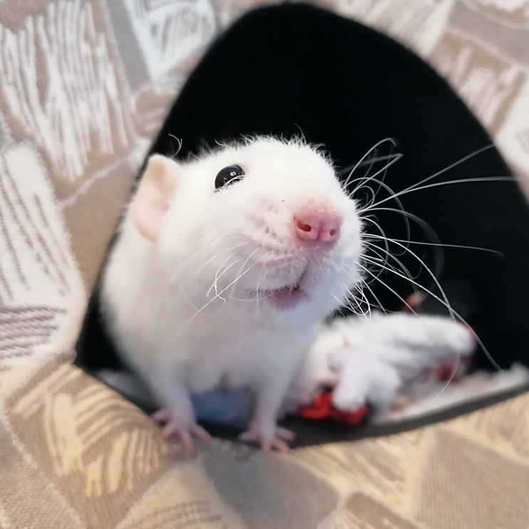 Rovo (ratto domestico) 