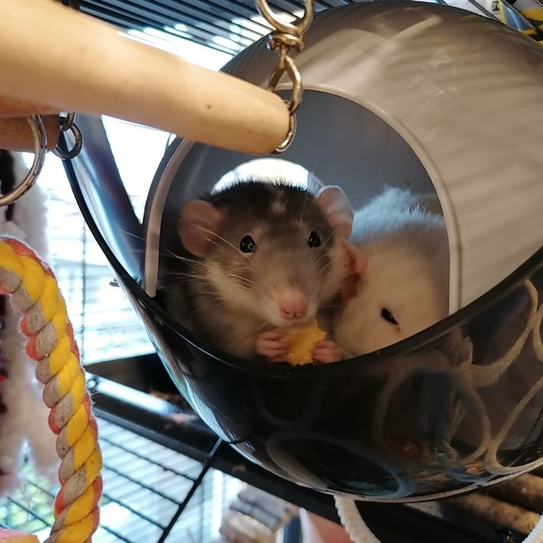 Paprika (ratto domestico) 