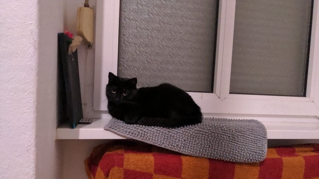 Morticia 