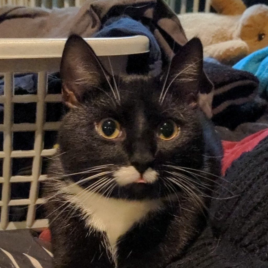 Lord Alucard murder Mittens 