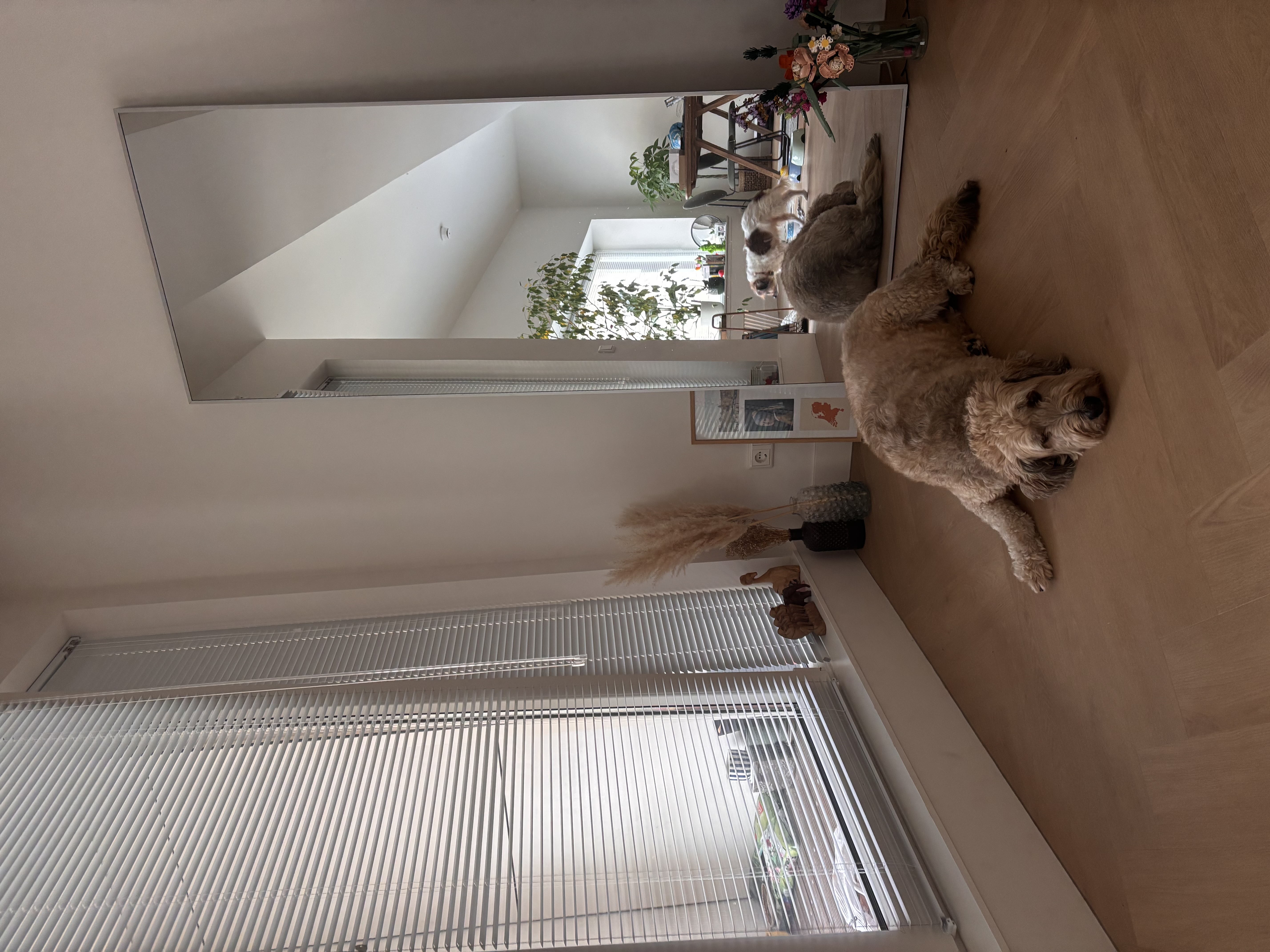 image-19