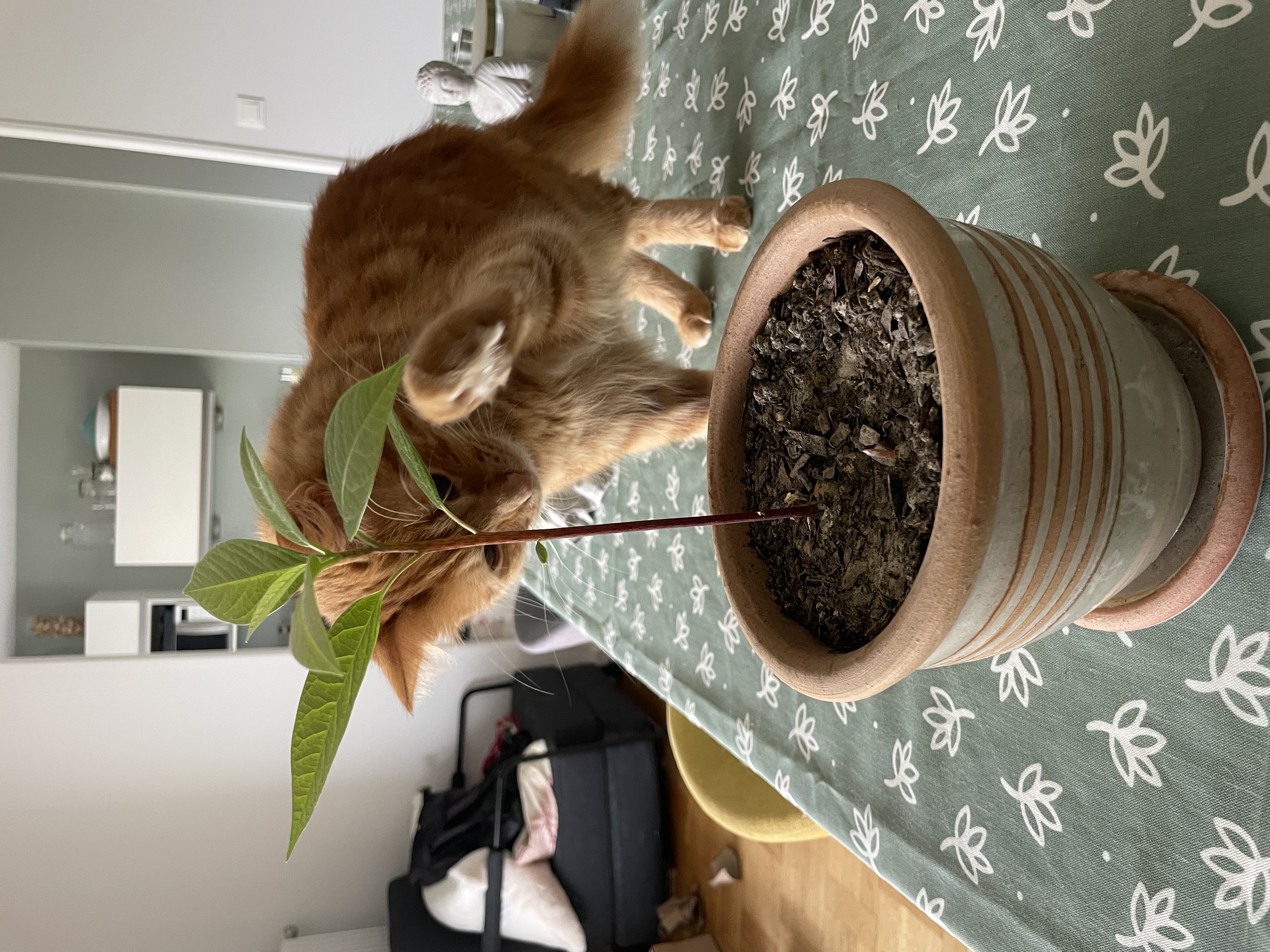 image-2