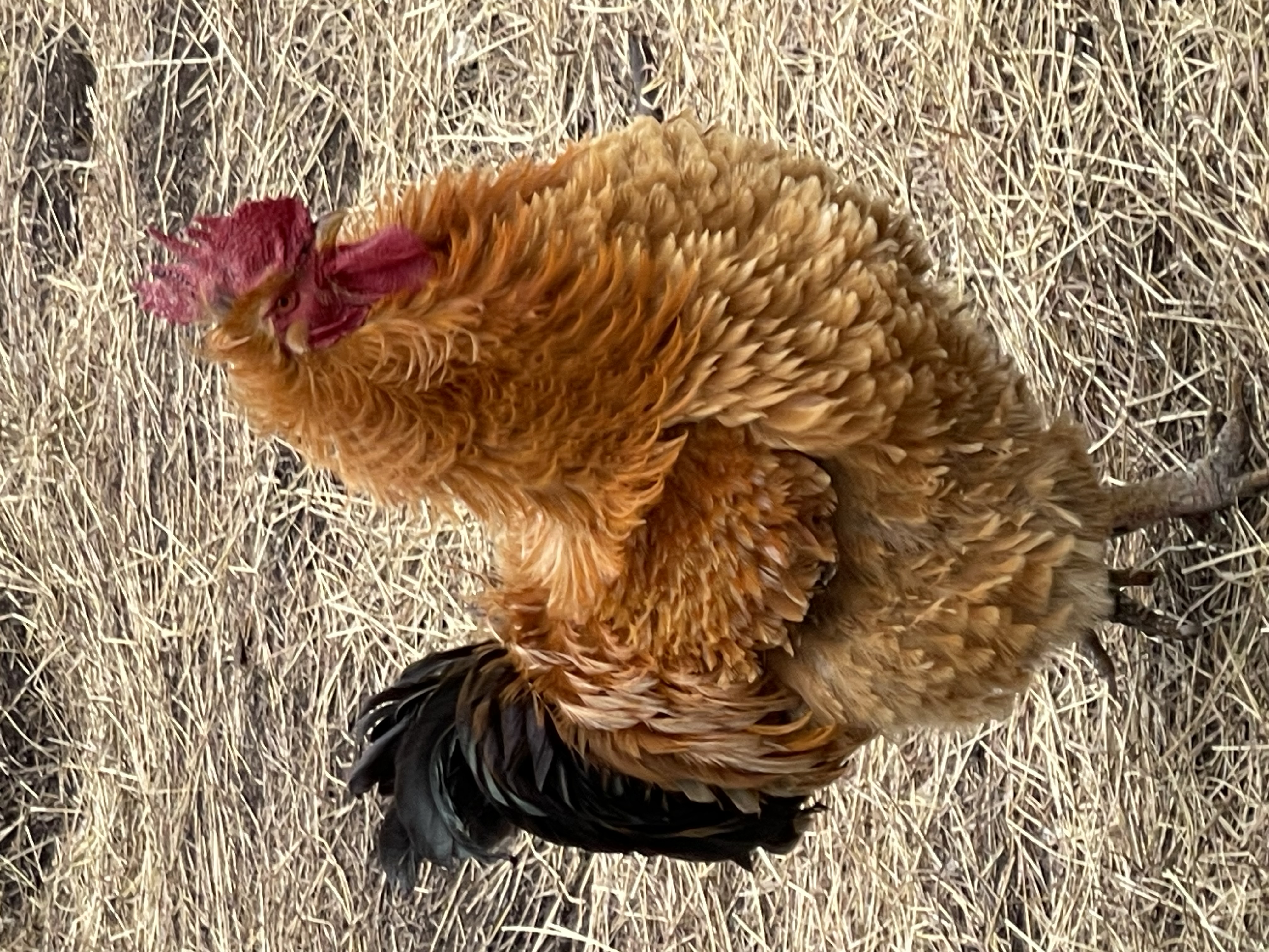 image-14