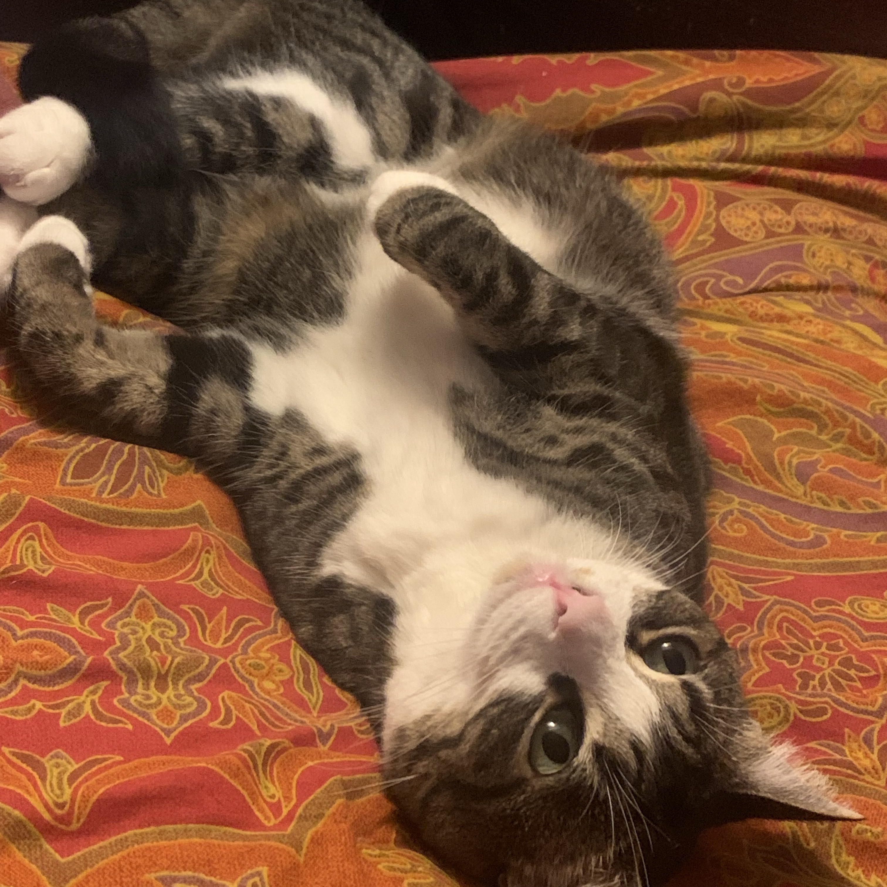 Leila