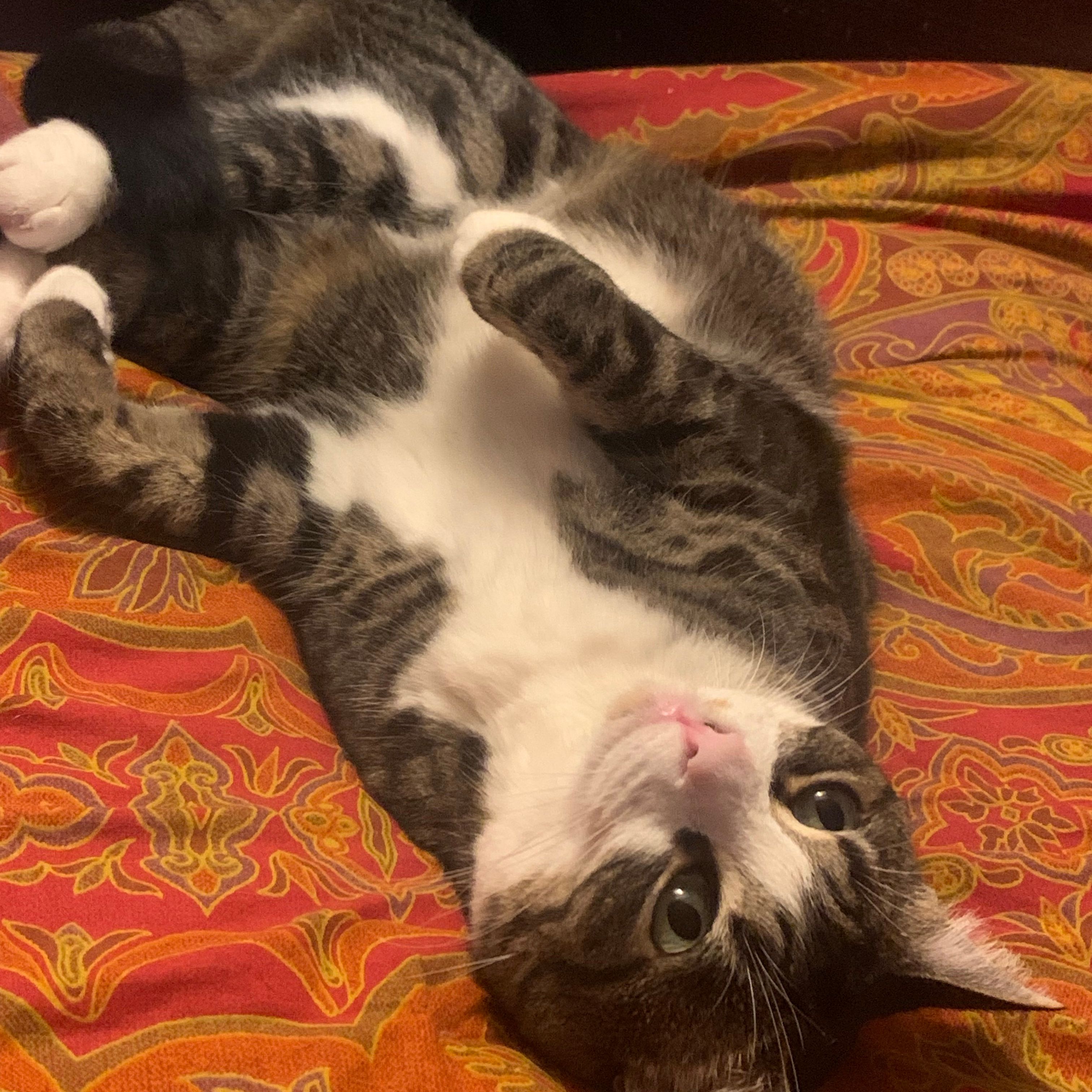 Leila