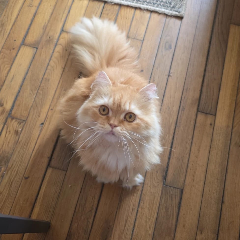 Peeta