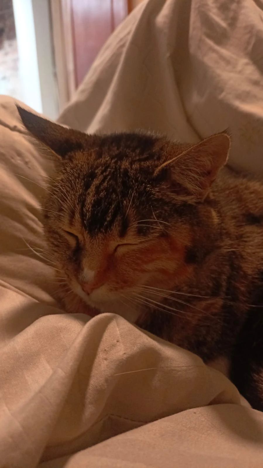 image-8